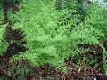 Marginal Wood Fern / Dryopteris marginalis   